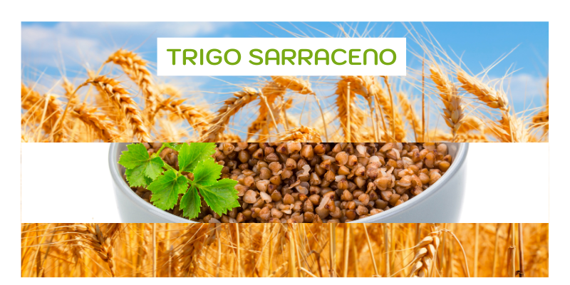 O trigo sarraceno é um alimento que tem ganhado destaque no mundo da nutrição — e com razão! Apesar de seu nome, na verdade, ele não é um cereal e não está relacionado ao trigo comum. Em vez disso, ele é a semente de um fruto, classificado como um pseudocereal, o que o torna naturalmente isento de glúten.
